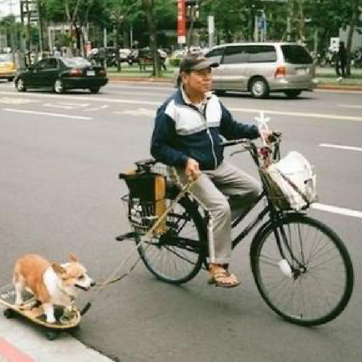 Fahrrad fahren mit Hund Johansson Bikes